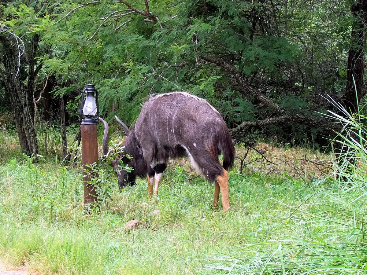 Wildlife and game drives near Elsa's Kopje in Meru National Park