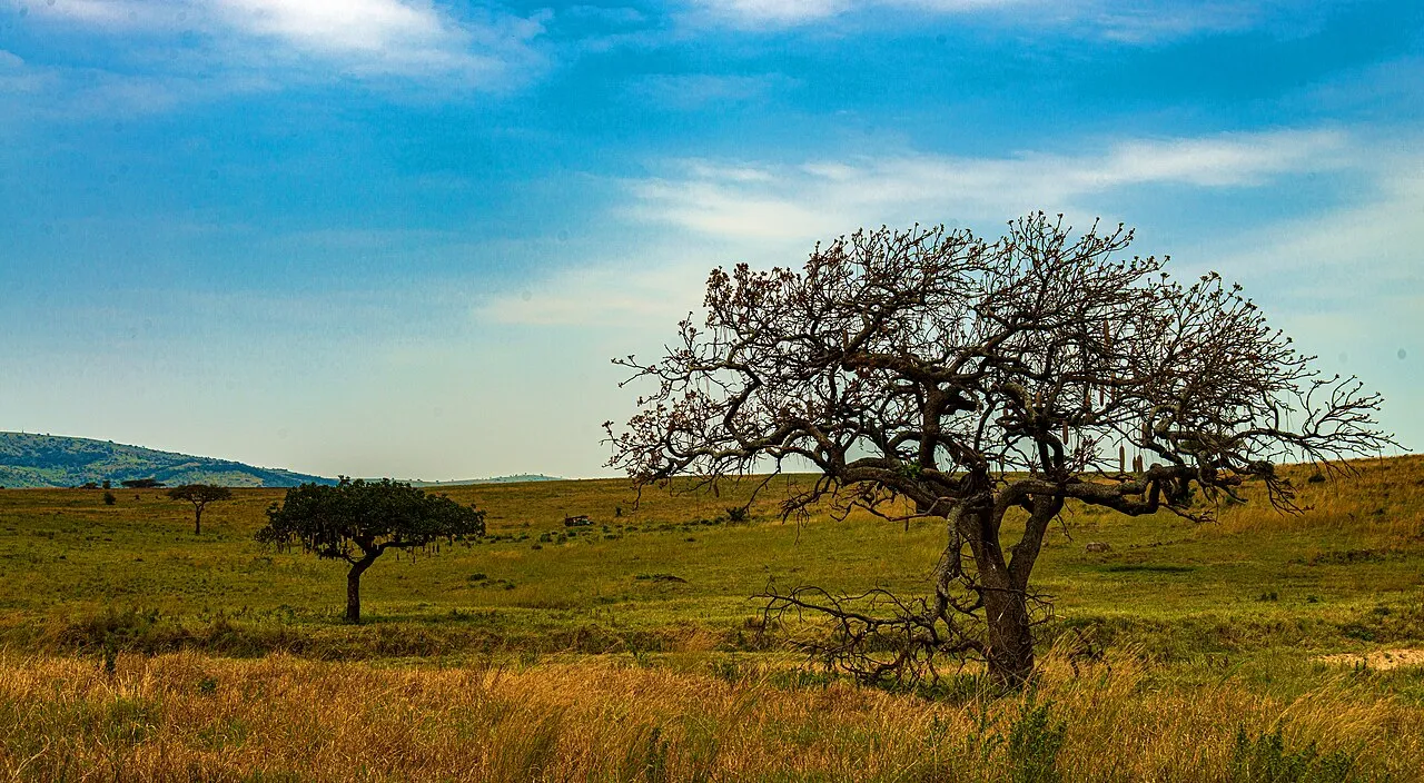 A line of four trees starting at the Sand River Gate of Kenya's Maasai Mara National Reserve that goes almost to the Tanzanian border (just a little bit past the fourth one. The Sand River itself is between the first and second tree.