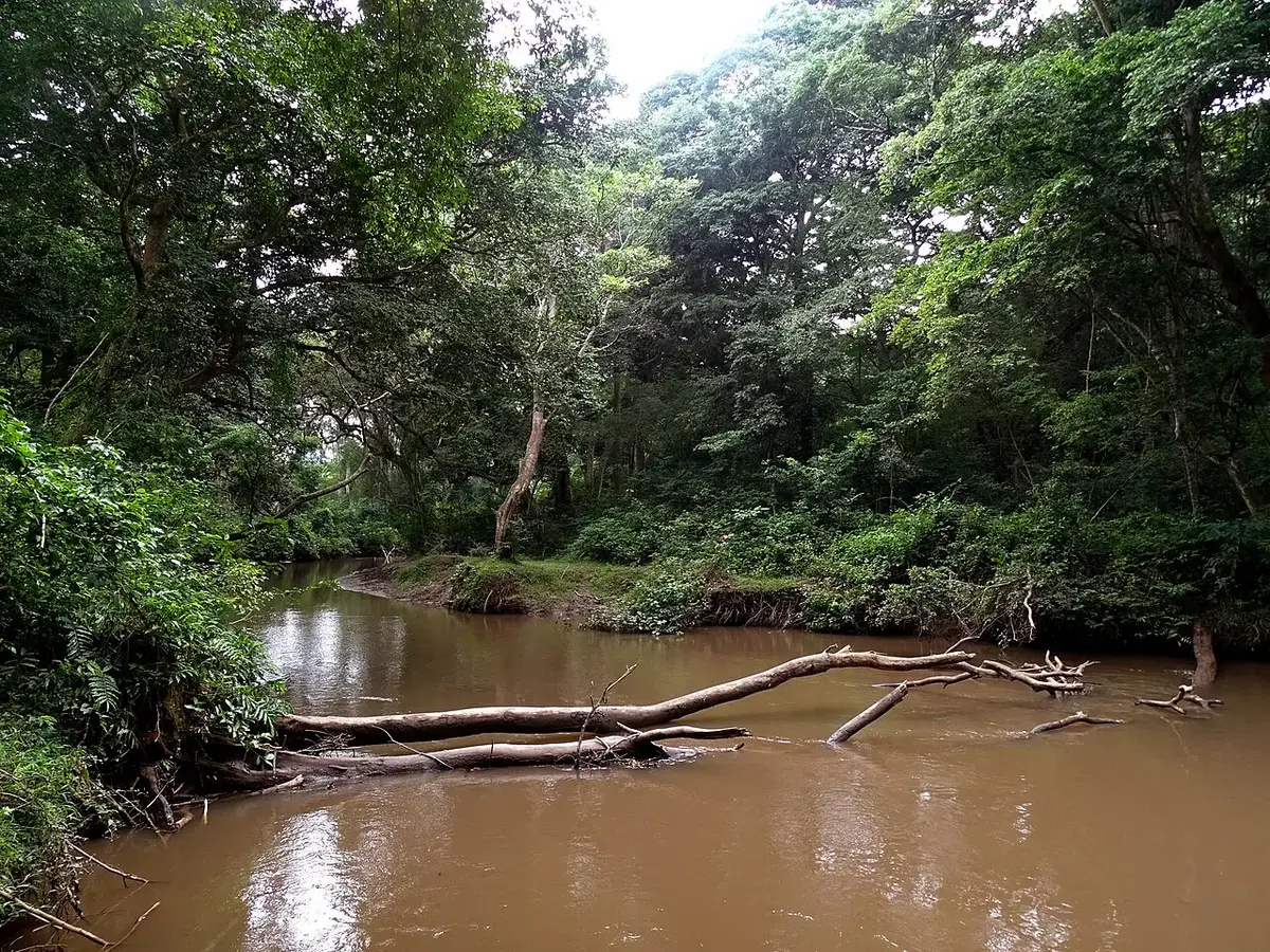 Kyambura Gorge with River Kayambura. The image was taken during a guided walk with exciting Chimpanzee Tracking along River Kayambura.
