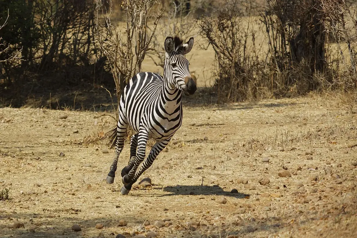 plains zebra (Equus quagga) - South Luangwa National Park - The image was taken during 5 weeks of traveling on an overlander camping tour through east and south Africa in 2015