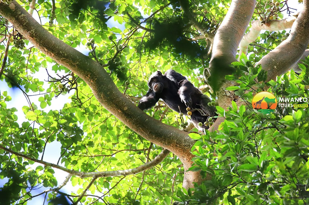 Kibale Forest and its chimpanzees: Mwanzo Uganda Safaris (4)