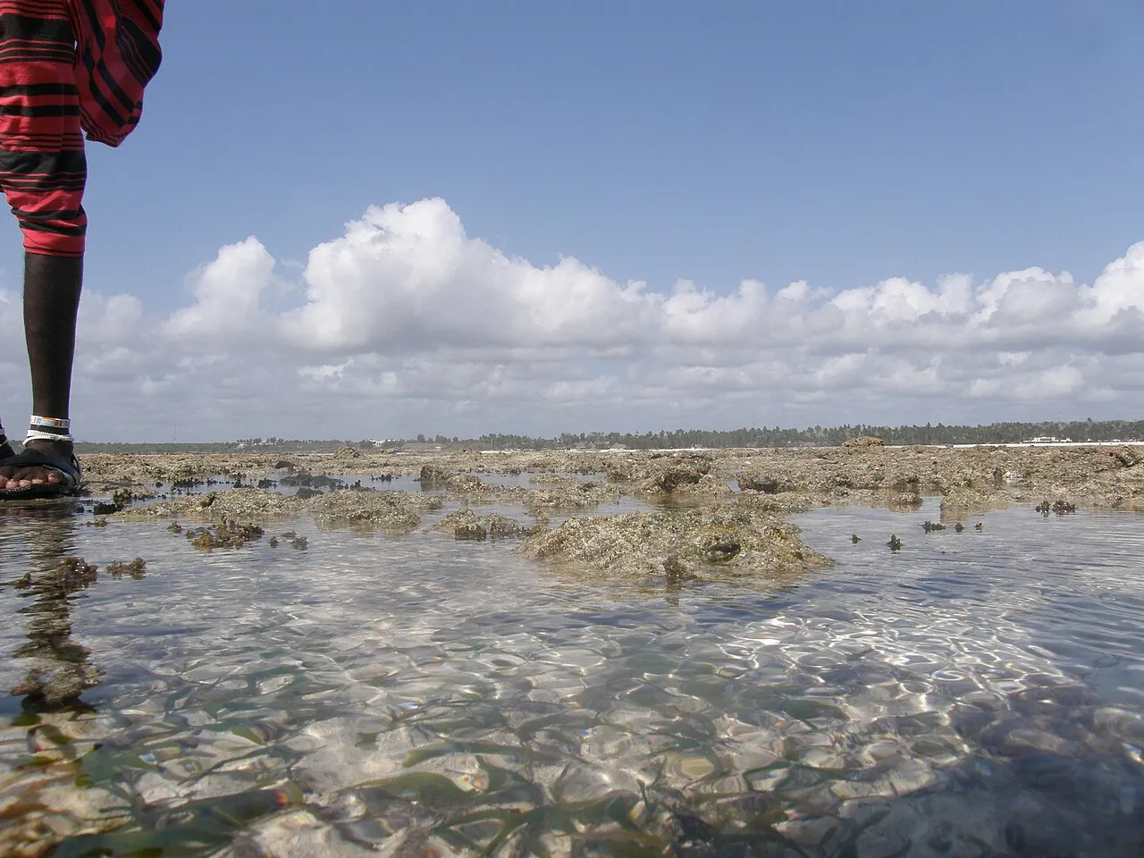 Zanzibar West On top of coral reef