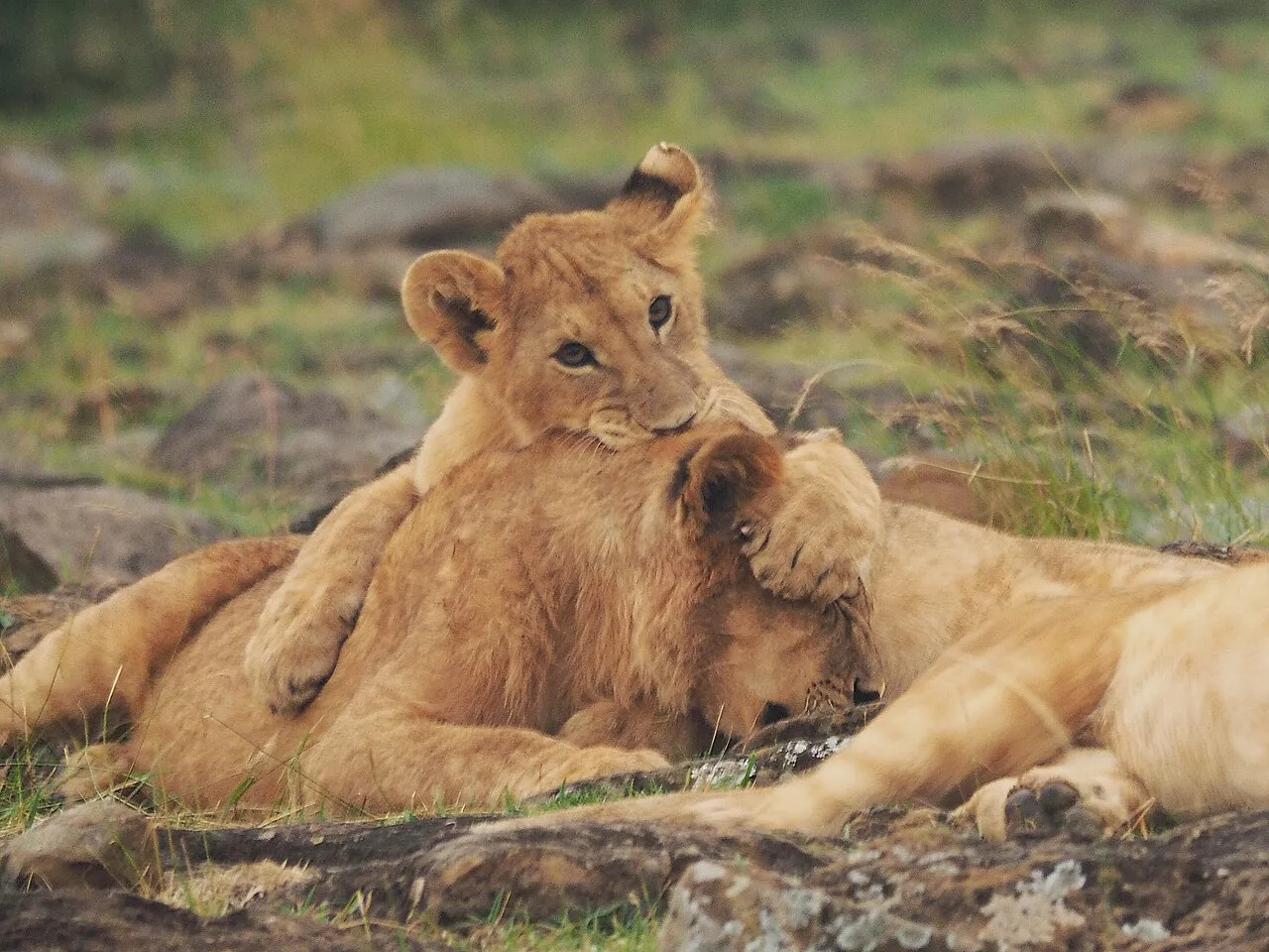 Lions @ Maasai Mara