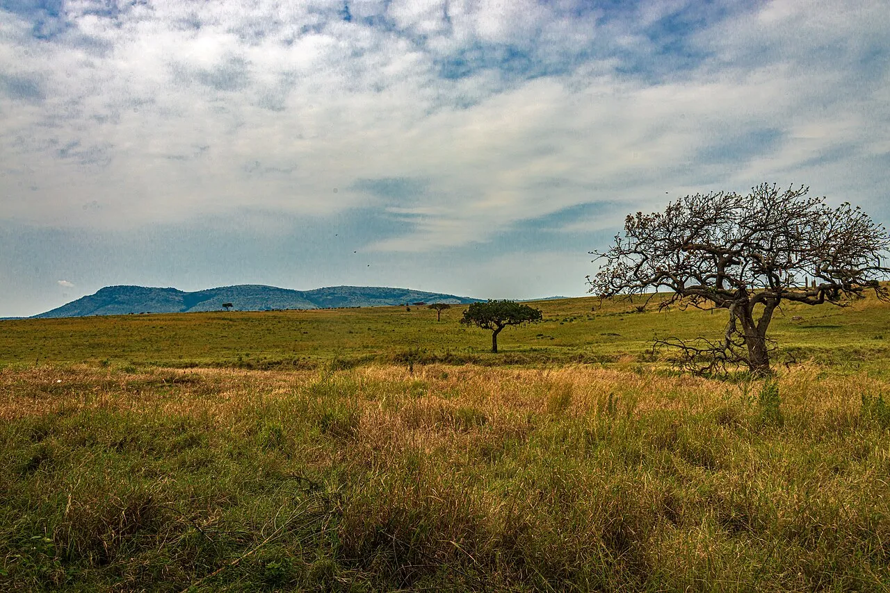 A line of four trees starting at the Sand River Gate of Kenya's Maasai Mara National Reserve that goes almost to the Tanzanian border (just a little bit past the fourth one. The ridge in the distance is in Serengeti National Park . The Sand River itself is between the first and second tree.