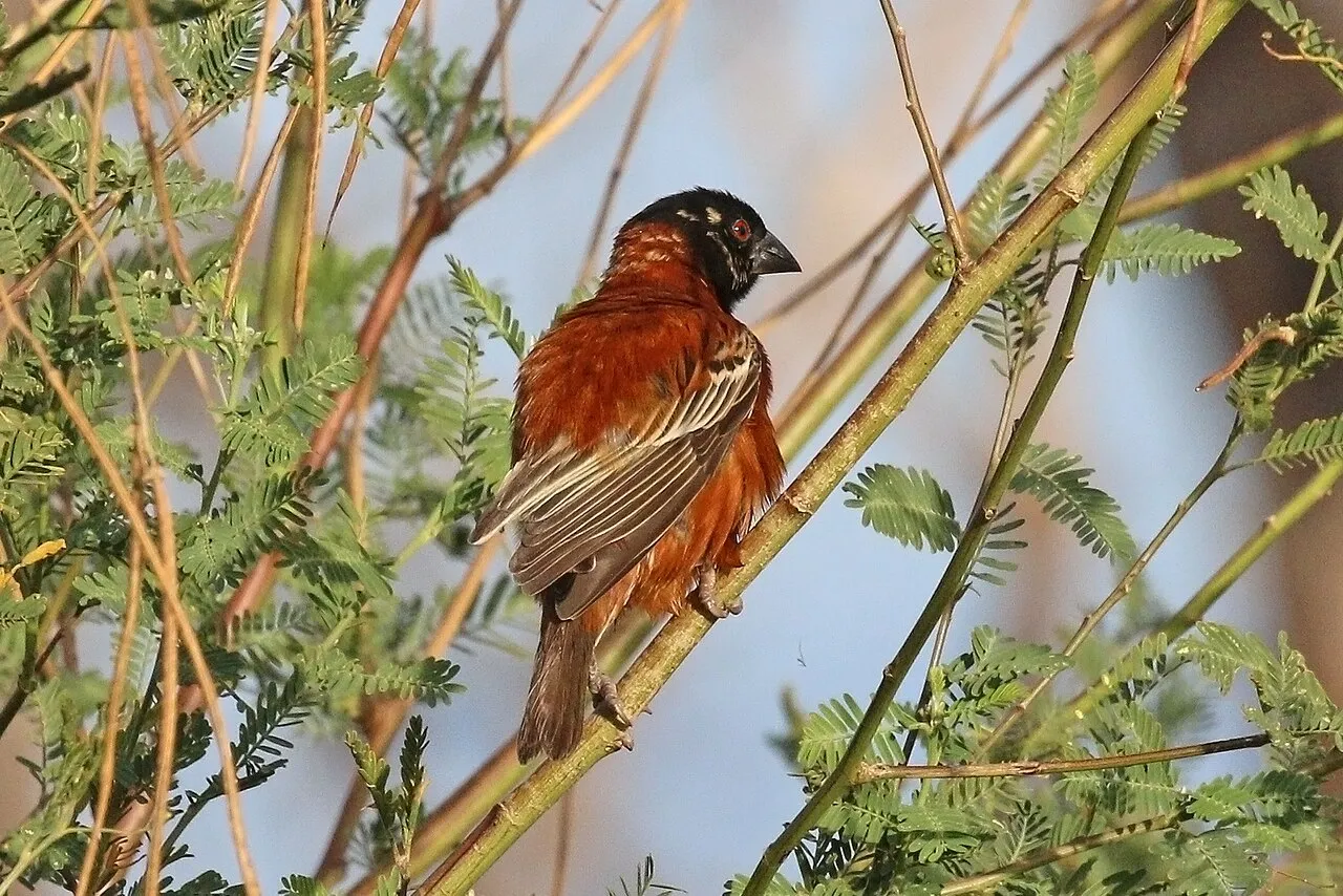 Chestnut weaver ( Ploceus rubiginosus ) male, Lake Baringo, Kenya