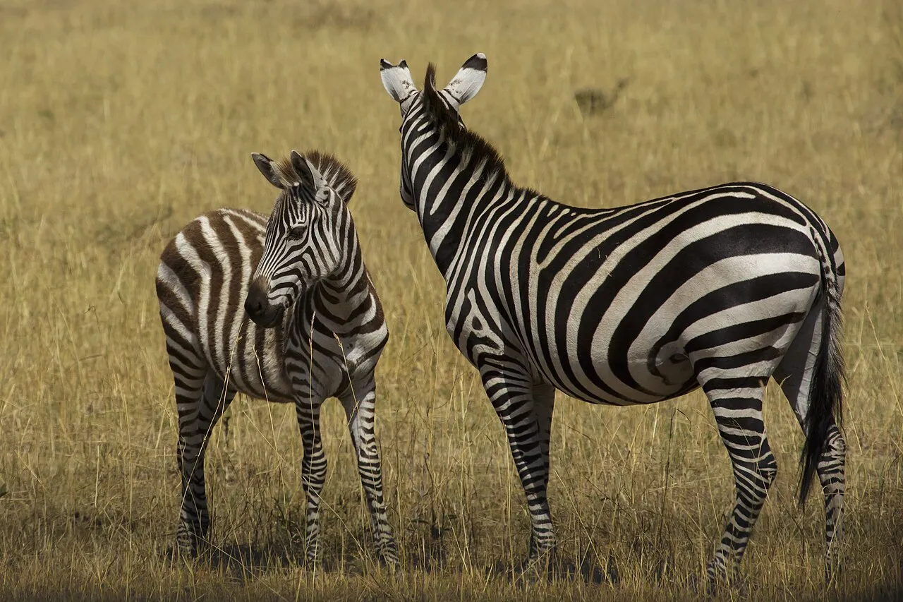 Masai Mara National Reserve, Kenia - The image was taken during 5 weeks of traveling on an overlander camping tour through east and south Africa in 2015. - Die Aufnahme entstand bei einer 5-wöchigen Campingtour durch das südliche und östliche Afrika im Jahr 2015.