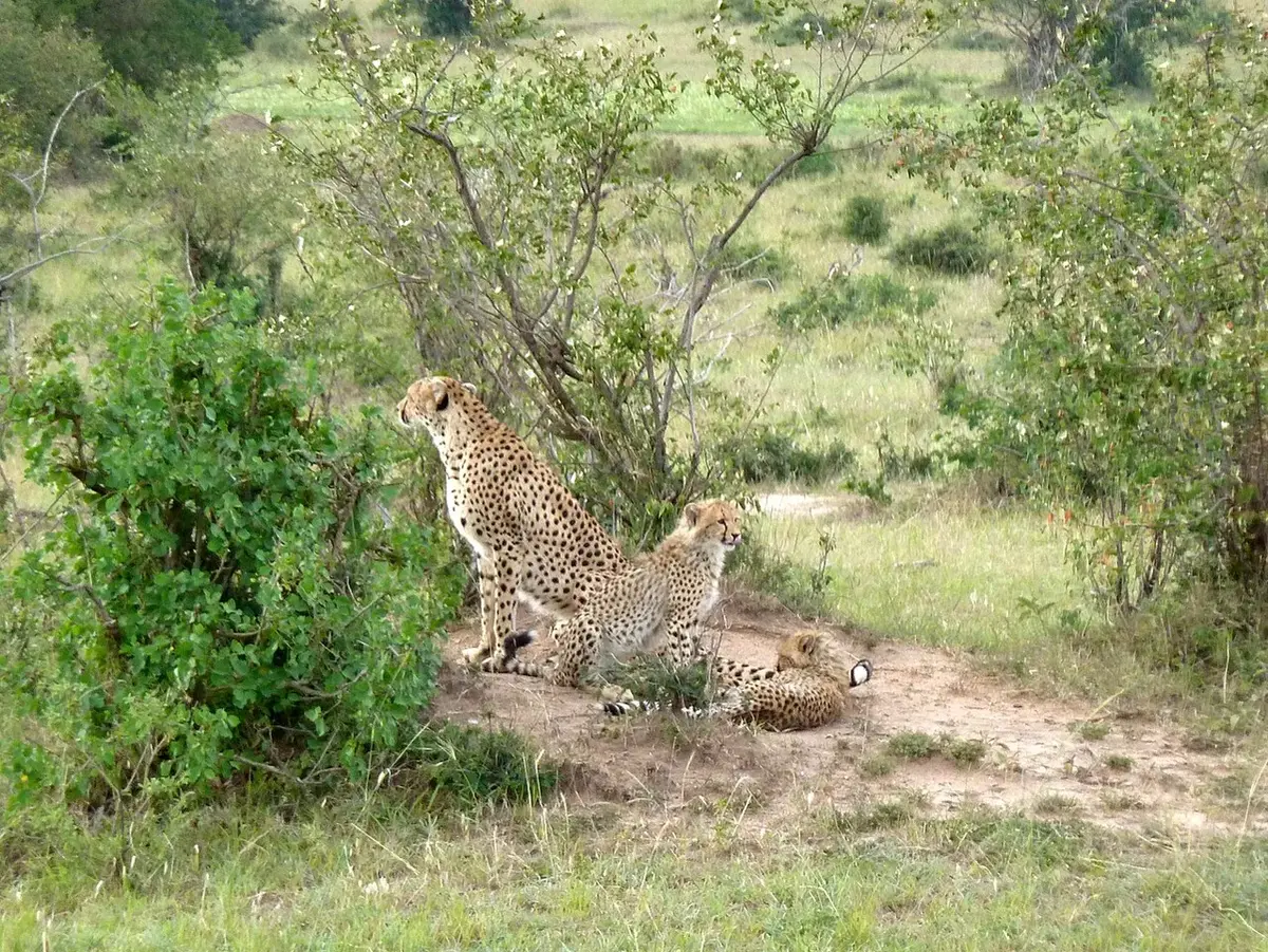 Maasai Mara National Park.Cheetahs