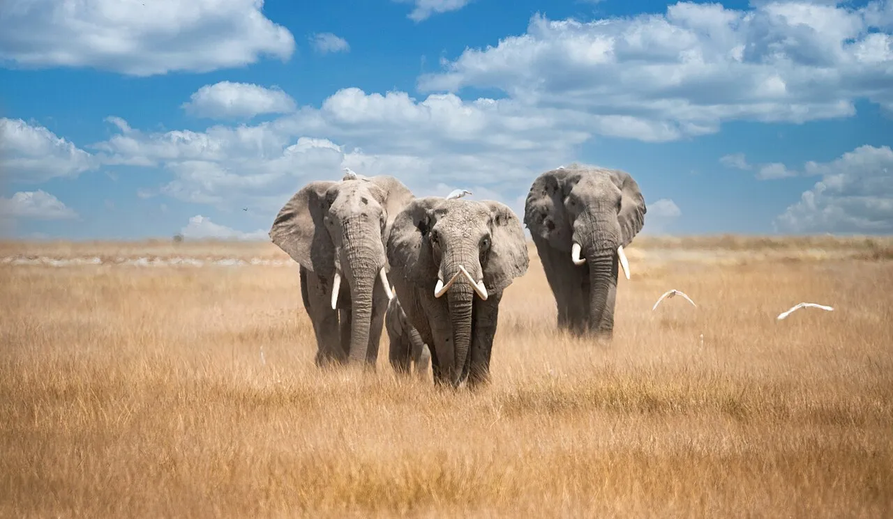 African elephants