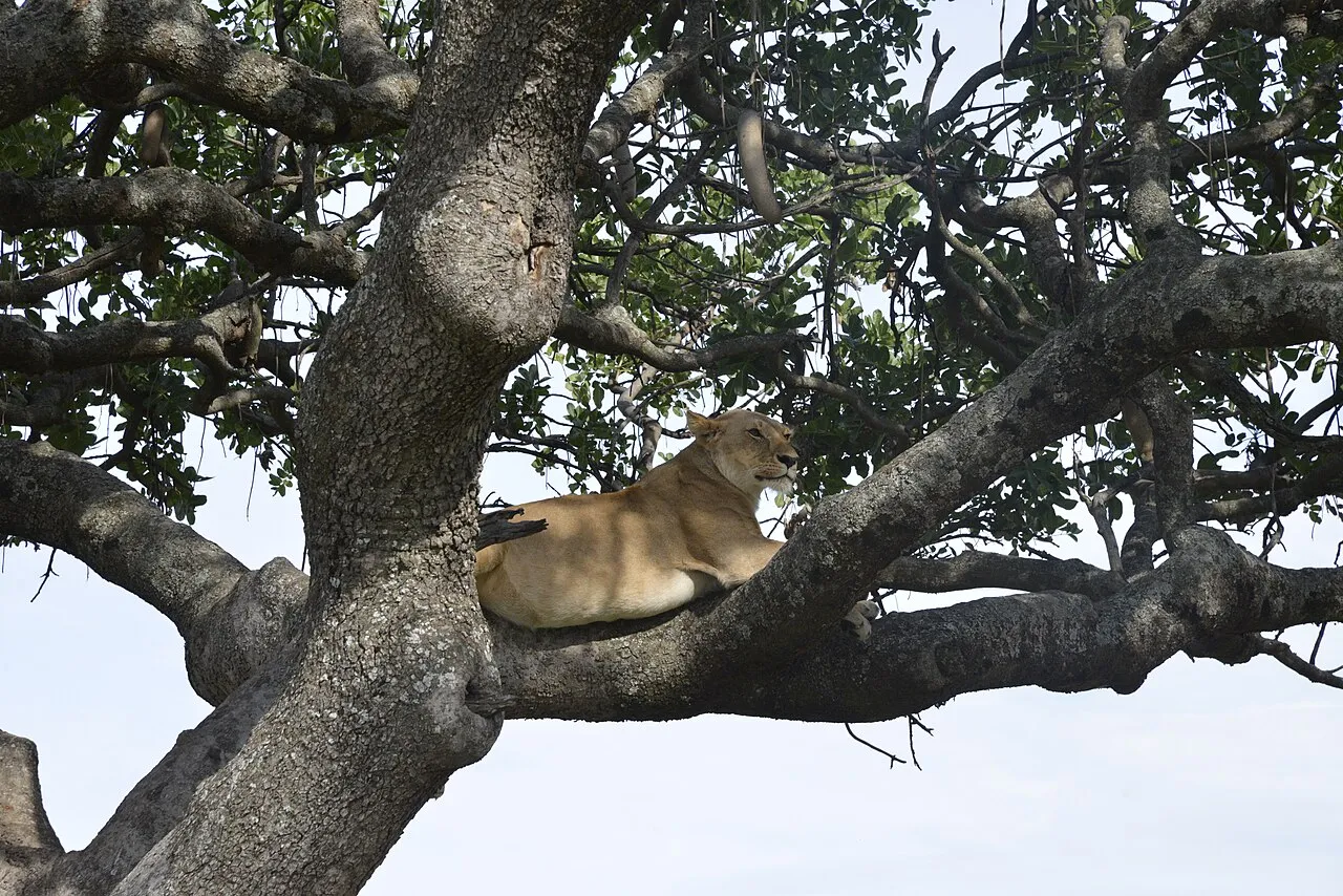 Lioness ( Panthera leo ) in the Masai Mara Game Reserve, Kenya.