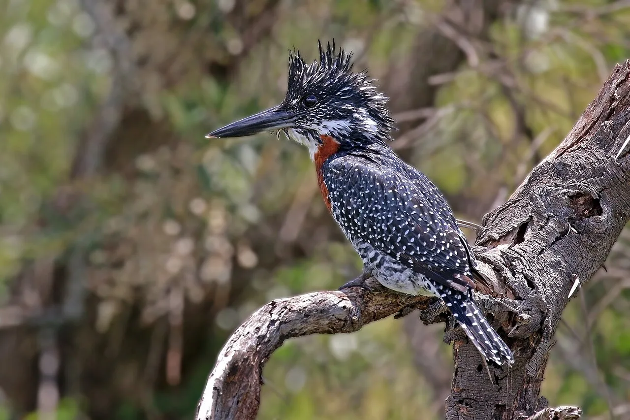Giant kingfisher ( Megaceryle maxima ) male, Lake Naivasha, Kenya