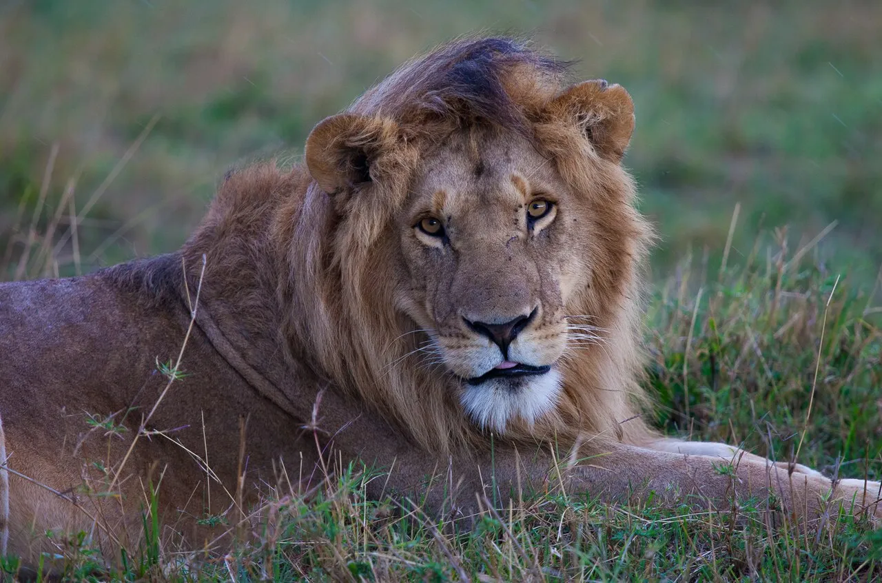 The lion is one of the five big cats. Some males exceeding 250 kg in weight it is the second-largest living cat after the tiger. Lions live for 10–14 years in the wild. Males seldom live longer than 10 years, as injuries sustained from continual fighting with rival males greatly reduce their longevity