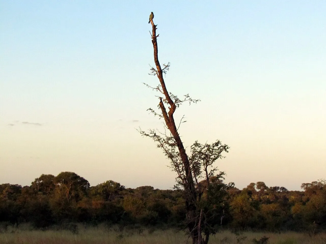 Wildlife and game drives near Kentmere Club Limuru in Nairobi National Park