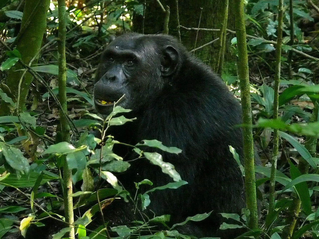 Kibale Forest NP, UGANDA