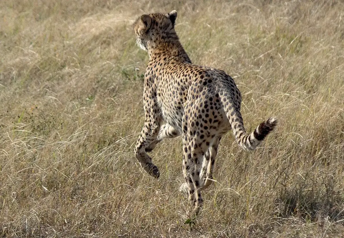 The cheetah (Acinonyx jubatus) is a large cat of the subfamily Felinae that occurs in Southern, North and East Africa, and a few localities in Iran. The species is IUCN Red Listed as vulnerable, as it suffered a substantial decline in its historic range in the 20th century due to habitat loss, poaching, illegal pet trade, and conflict with humans. By 2016, the global cheetah population has been estimated at approximately 7,100 individuals in the wild. Several African countries have taken steps t