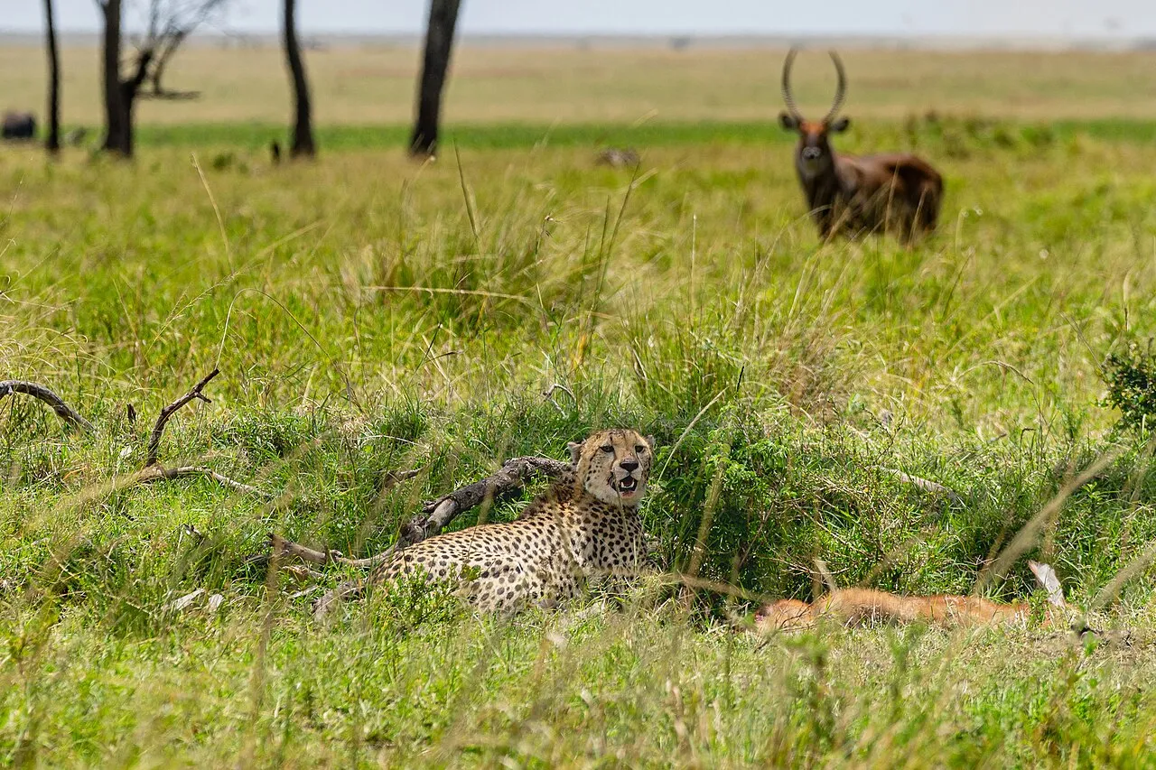 A cheetah with its prey