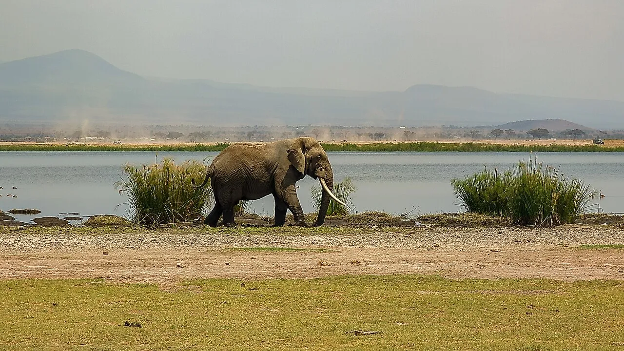 A large adult African elephant, with its characteristic wrinkled gray skin and long ivory fenders, stands near the edge of a wetland. The low vegetation of Amboseli National Park spreads out all around.