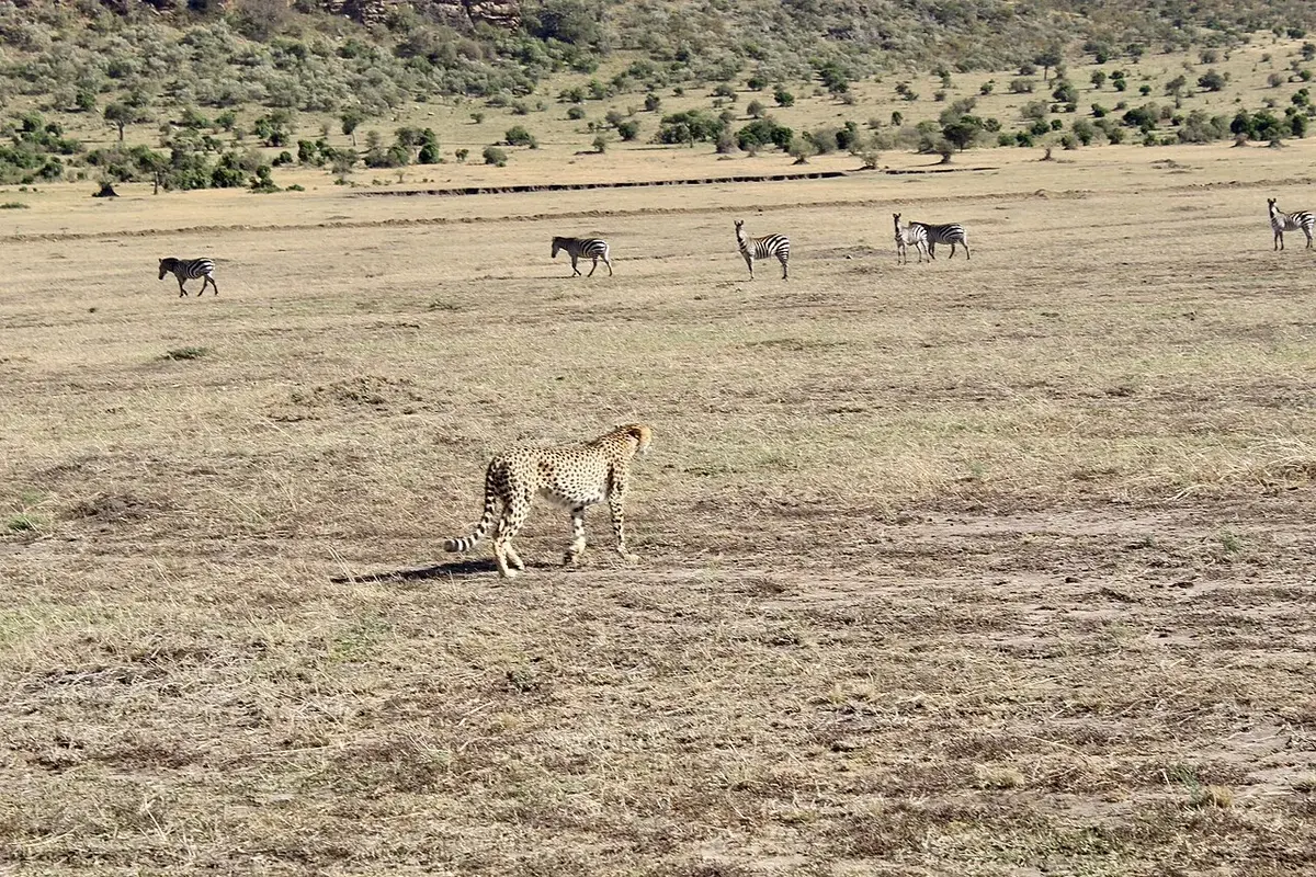 Image of zebras and cheetah at the Maasai Mara, Kenya