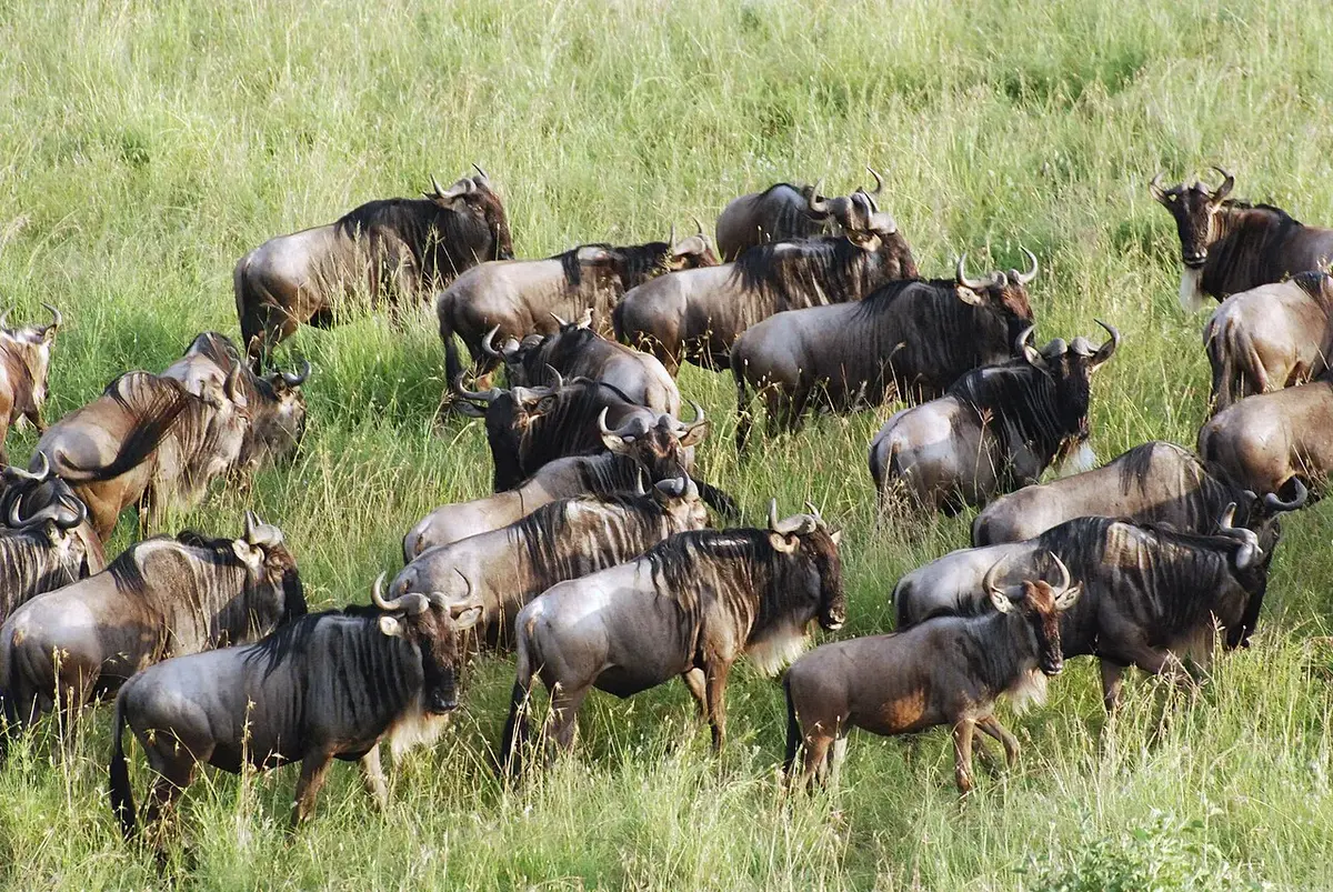 Wildebeest and the Great Migration