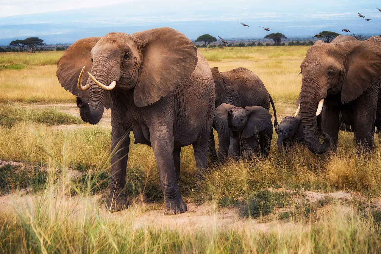 Safari with kids