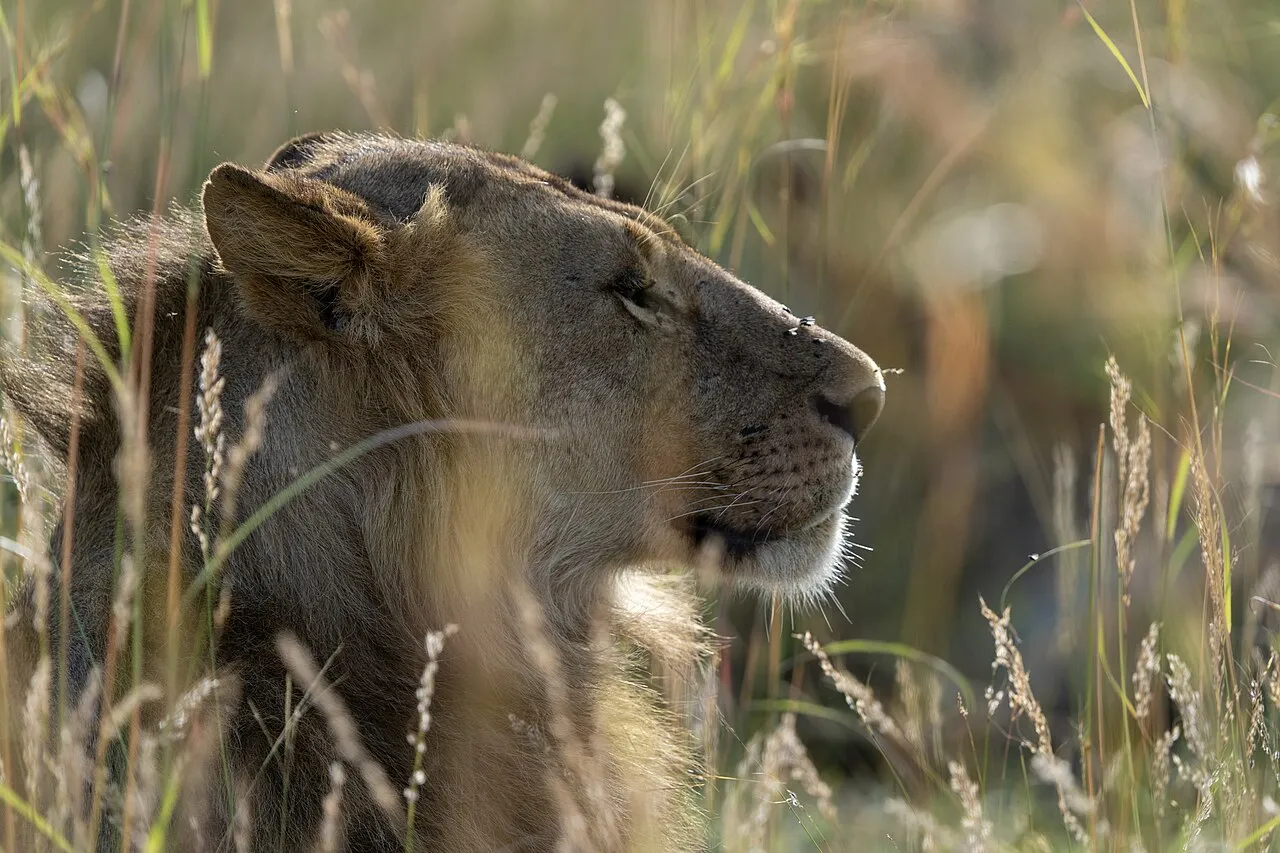 Morning at Maasai Mara during the long rains. Kenya, April 2022.