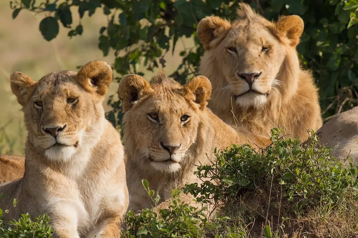 Tanzania safari — a lioness playing with her cubs among the rocks