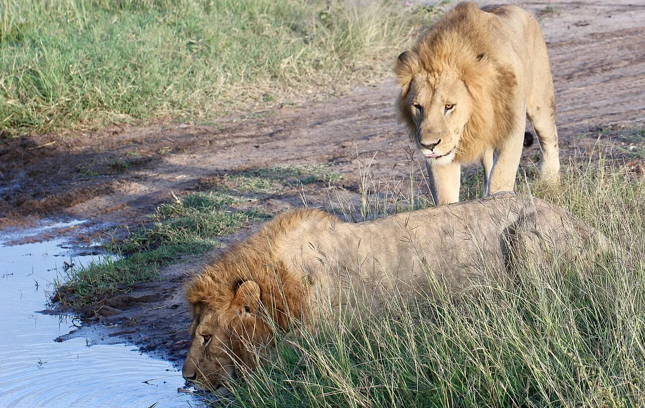 Male lions at dawn at the Maasai Mara. Kenya, June 2018.