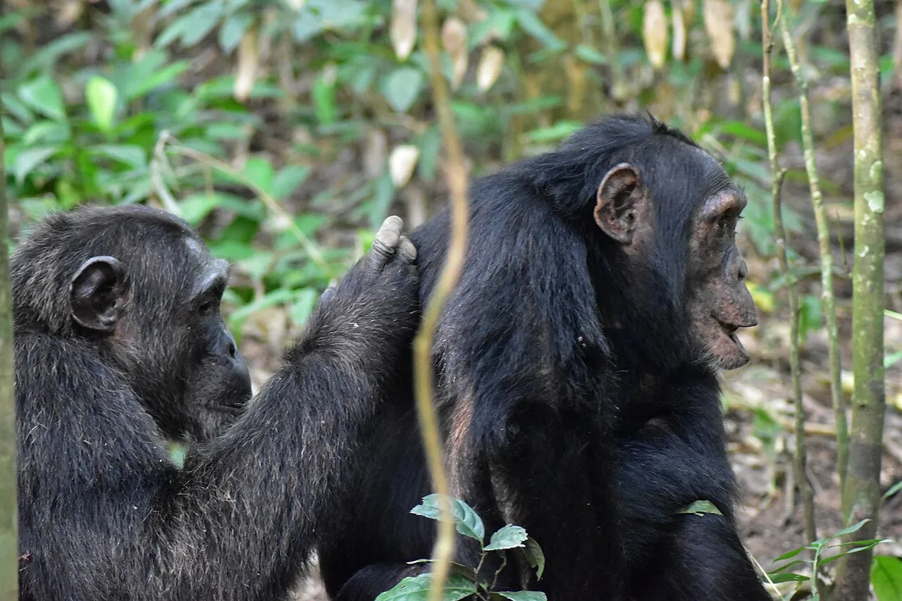 Chimpanzees in Kibaale Forest NP