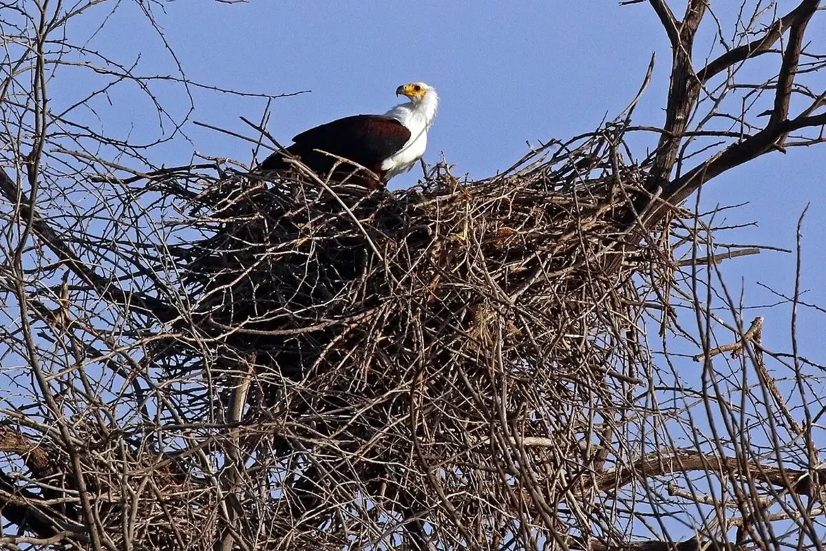 African fish eagle ( Haliaeetus vocifer ) on nest, Lake Baringo, Kenya