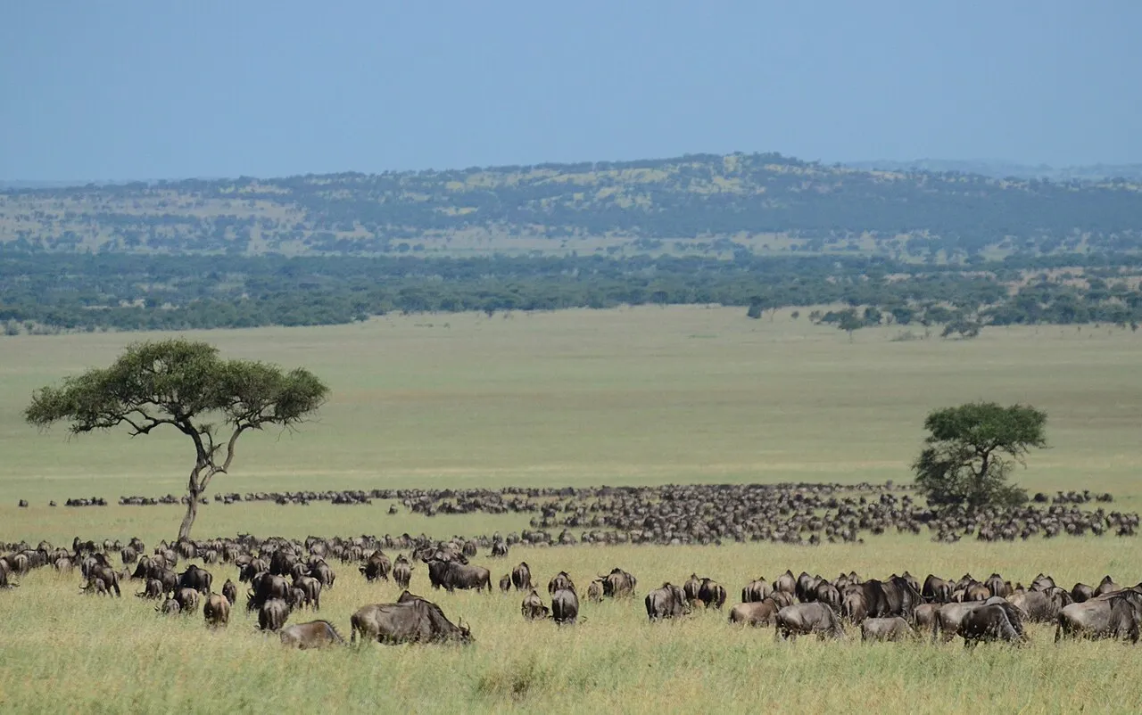 WILDEBEESTS MIGRATION.jpg