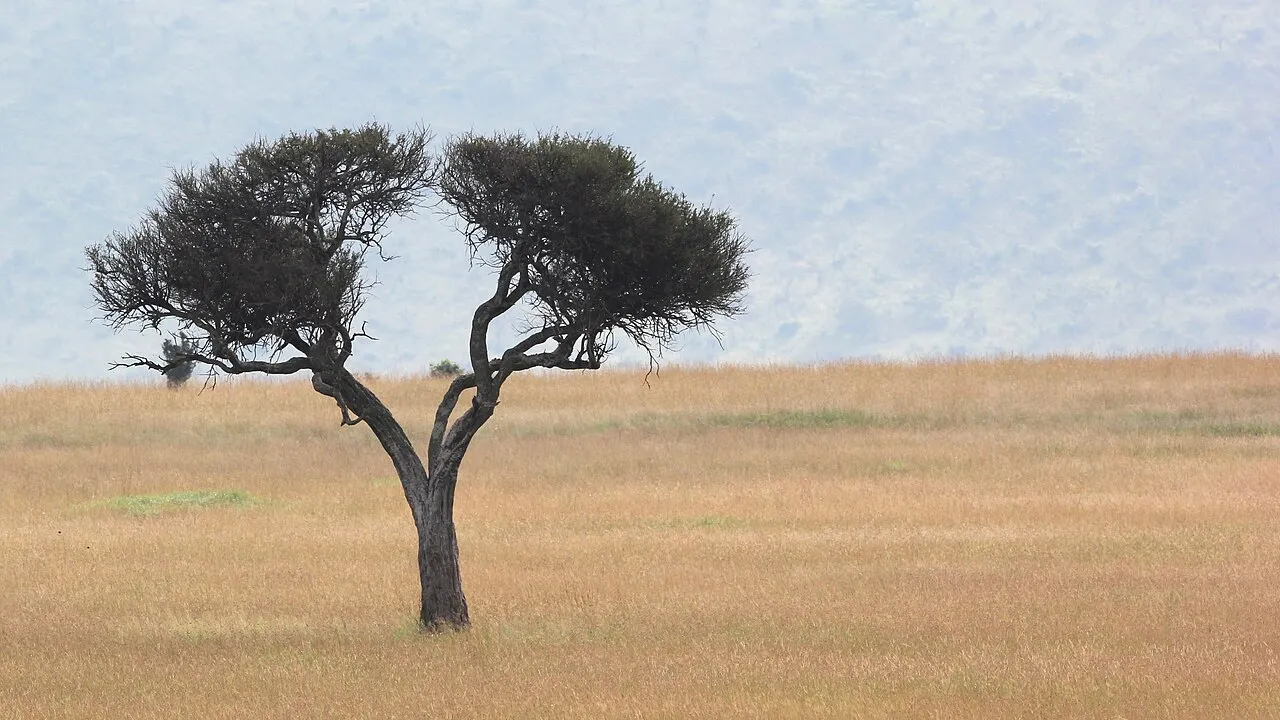 Landscape at the Maasai Mara. Nerok county, Kenya. June 2018.