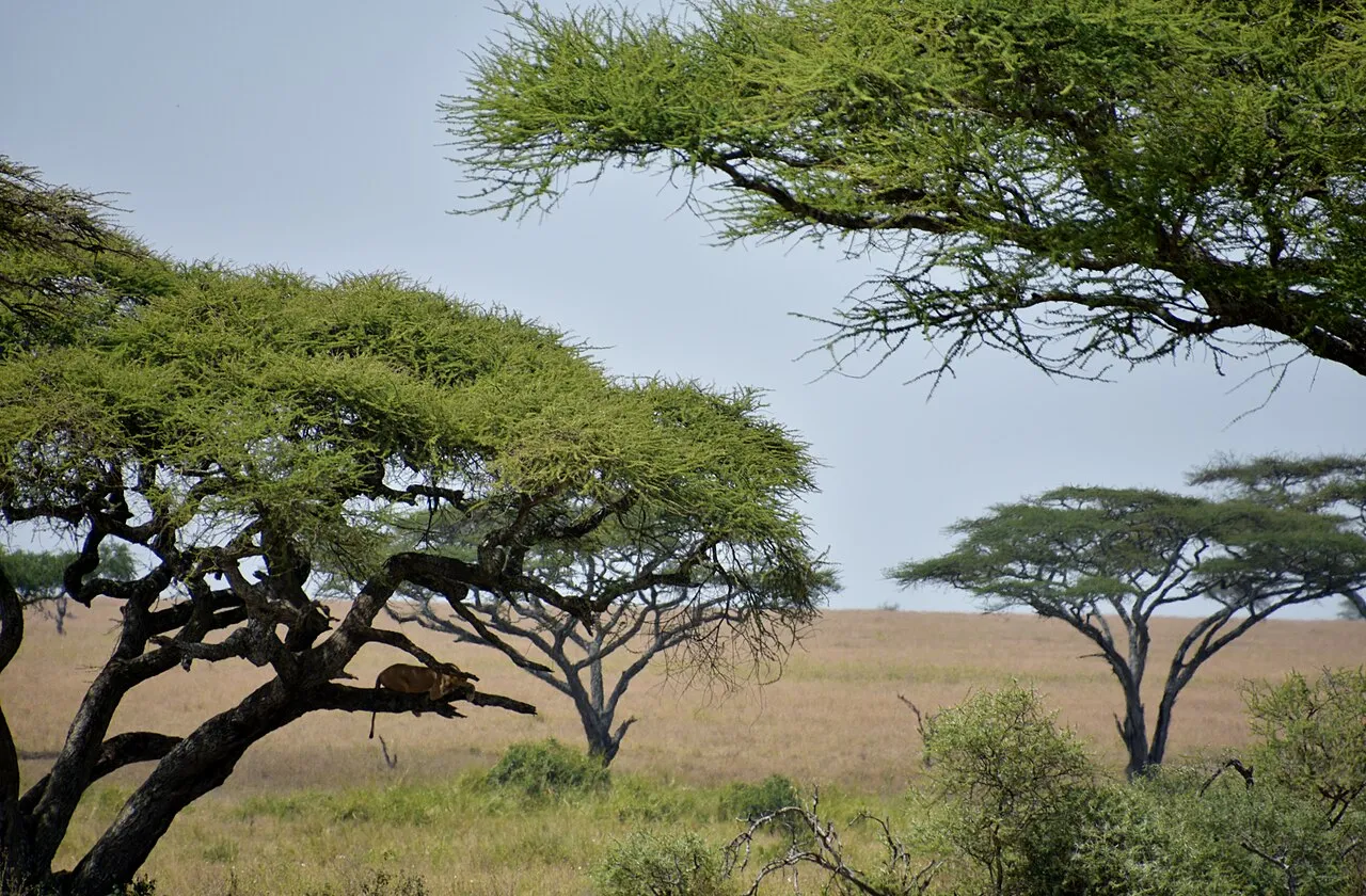 Serengeti landscape (5)