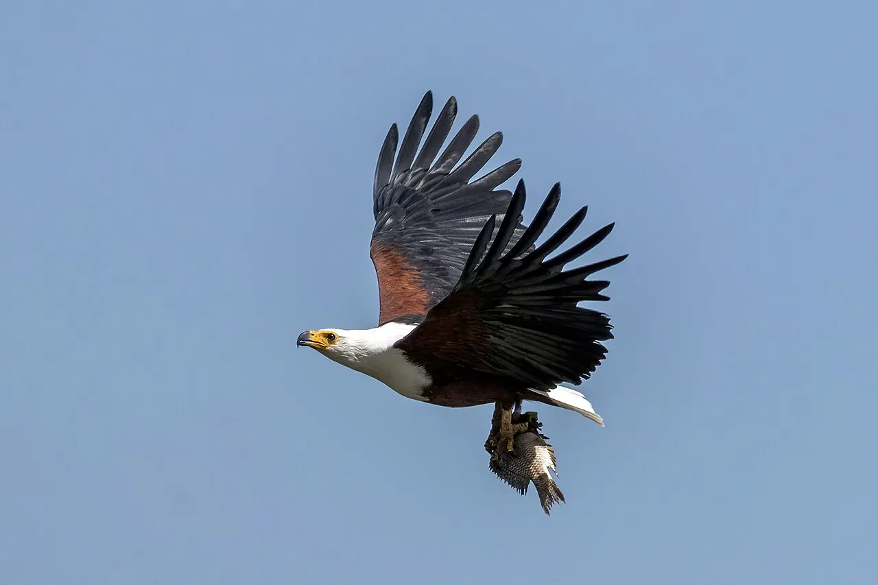 African fish eagle ( Haliaeetus vocifer ) with fish (tilapia), Lake Naivasha, Kenya