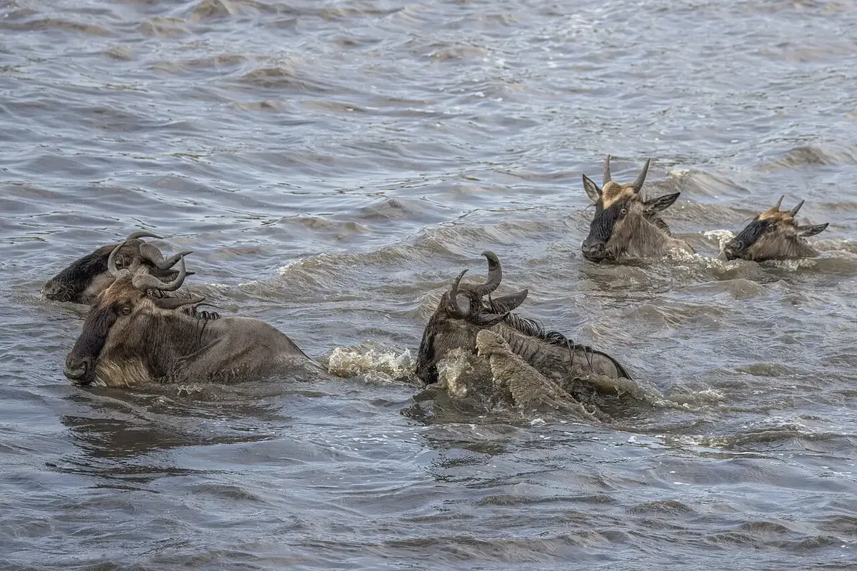 Western white-bearded wildebeest ( Connochaetes taurinus mearnsi ), Mara River crossing, Serengeti National Park, Tanzania. 1dː the crocodile attacks a swimming wildebeest. First crossing; a series of 7 images.
