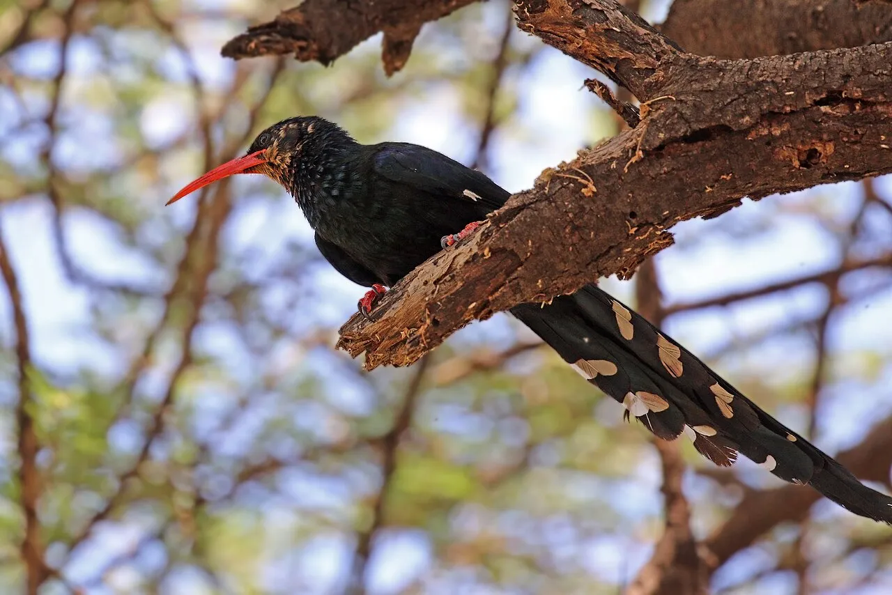 Green wood-hoopoe ( Phoeniculus purpureus niloticus ), Lake Baringo, Kenya