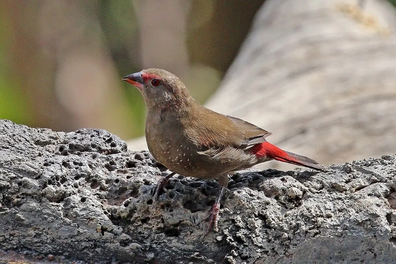 Red-billed firefinch ( Lagonosticta senegala ruberrima ) female, lake Baringo, Kenya