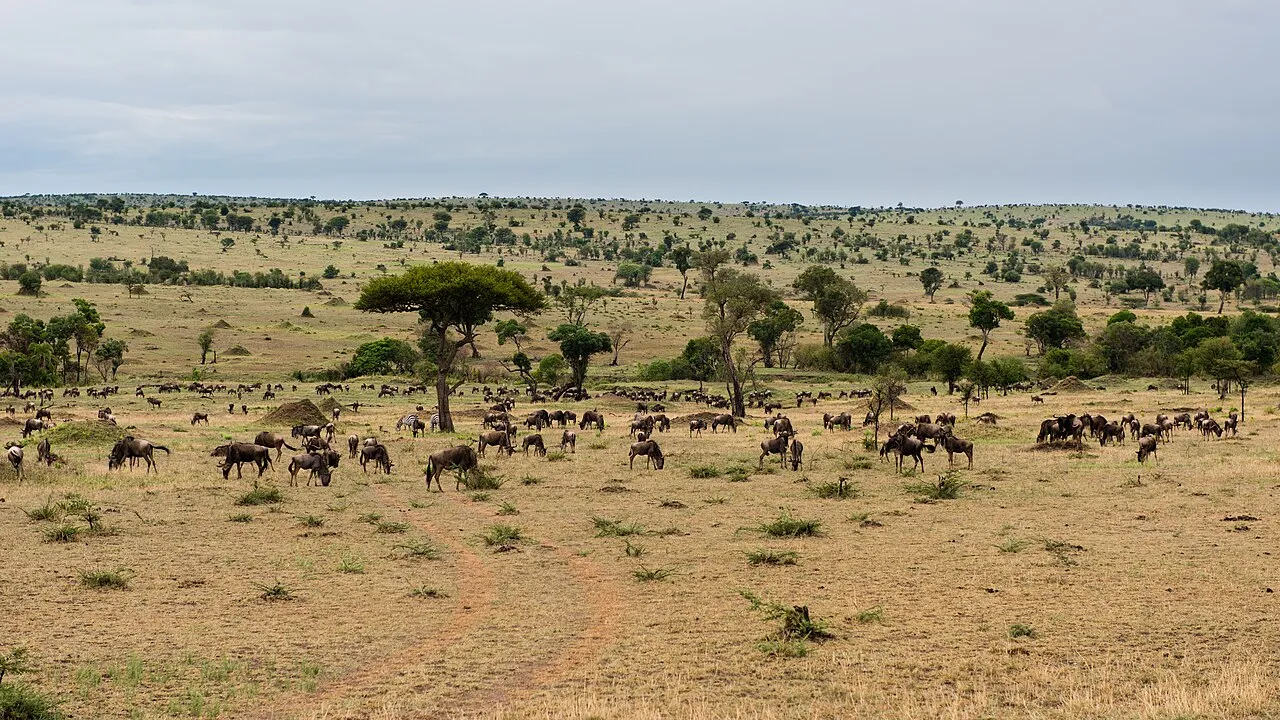 Wildebeest herd, Northern Serengeti