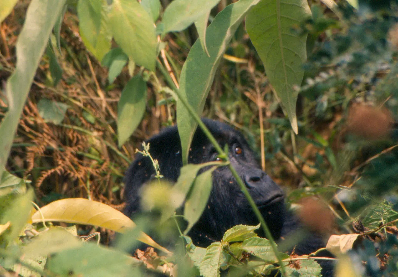 Akagera, the park that came back: Virunga 24