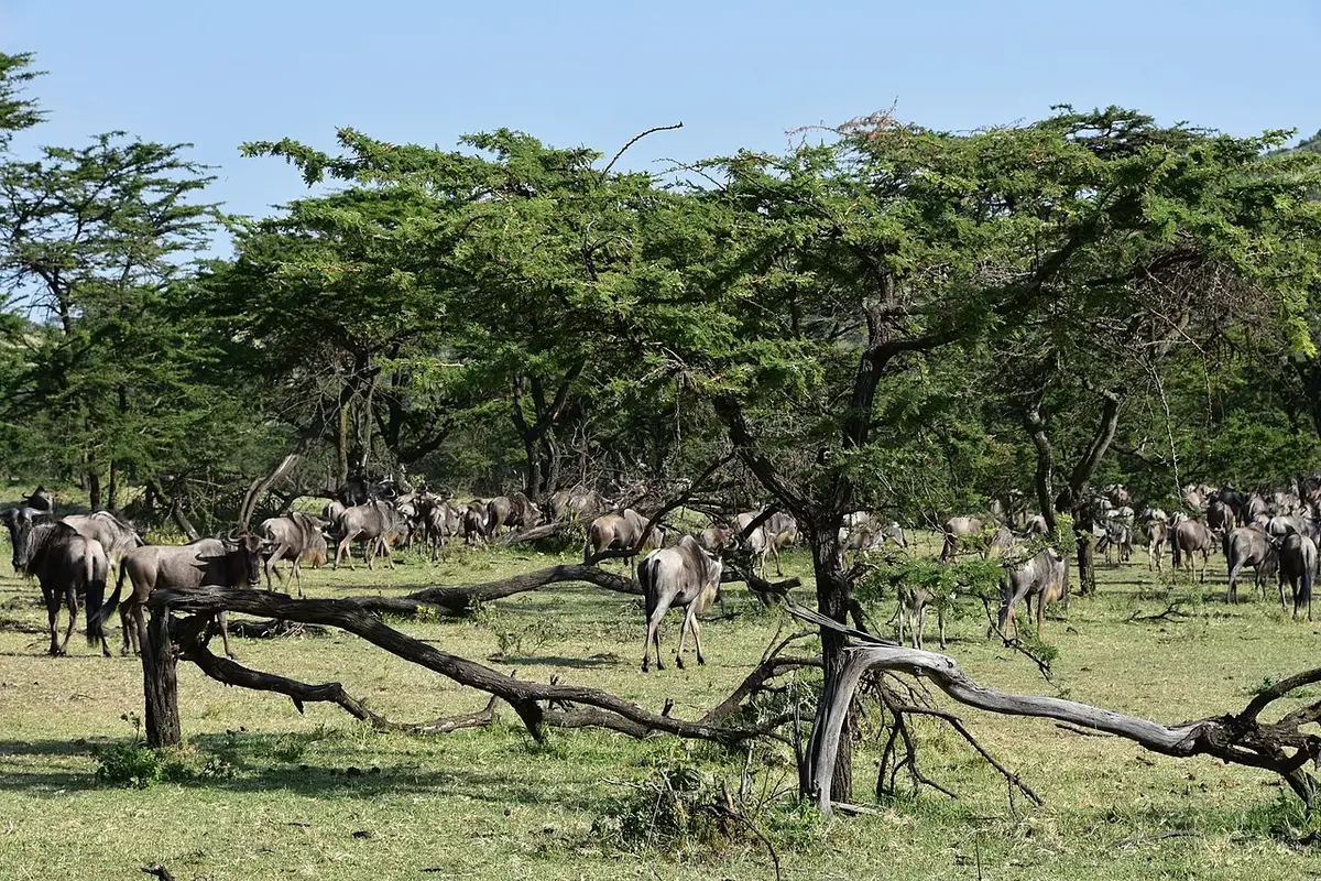 Wildebeest on the Great Migration in the northern Serengeti (1)