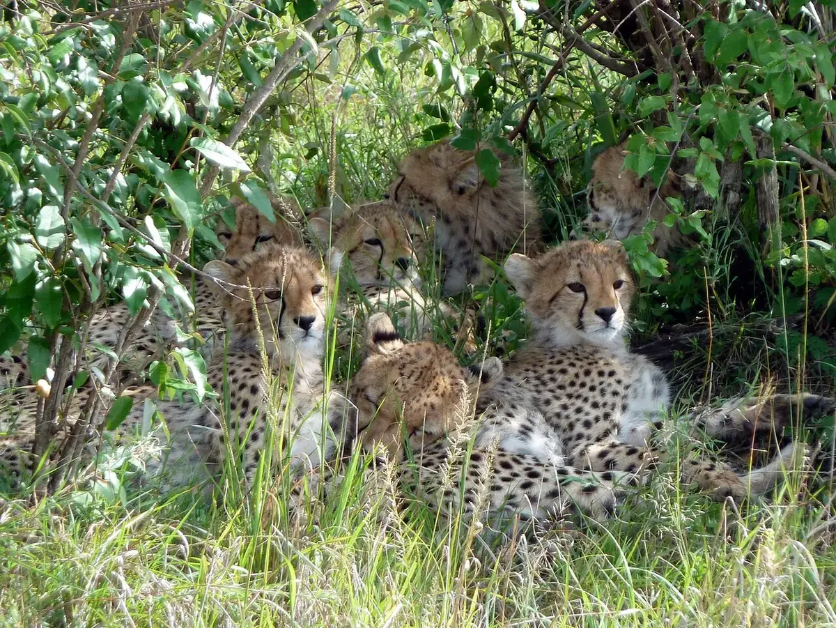 Happy cheetahs family.Maasai Mara National Park.