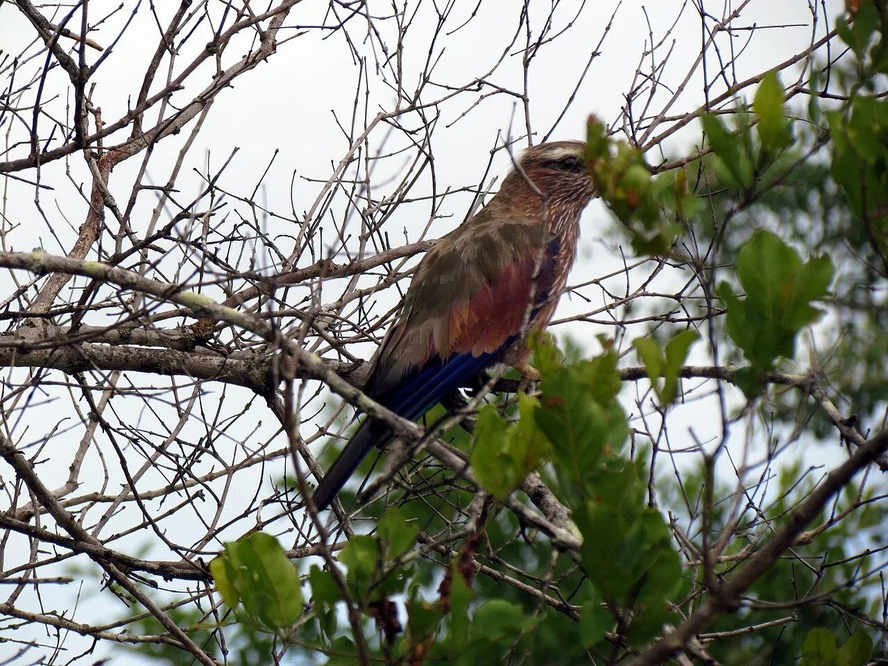 Wildlife and game drives near Windsor Golf Hotel & Country Club in Nairobi National Park