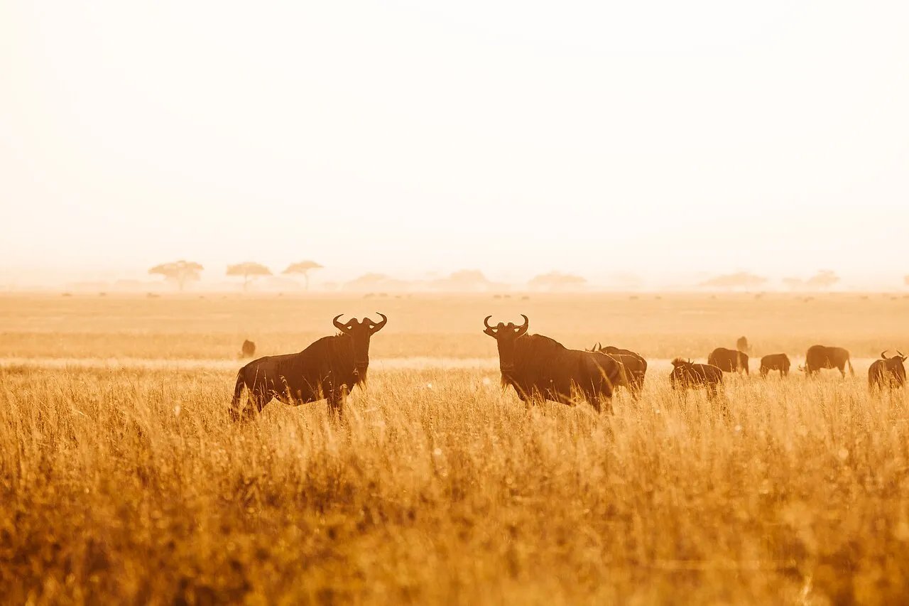 Sunrise in Serengeti. The Serengeti National Park is a Tanzanian national park in the Serengeti ecosystem in the Mara and Simiyu regions. It is famous and well known for its annual migration of over 1.5 million white-bearded (or brindled) wildebeest and 250,000 zebra and for its numerous Nile crocodile and honey badger.