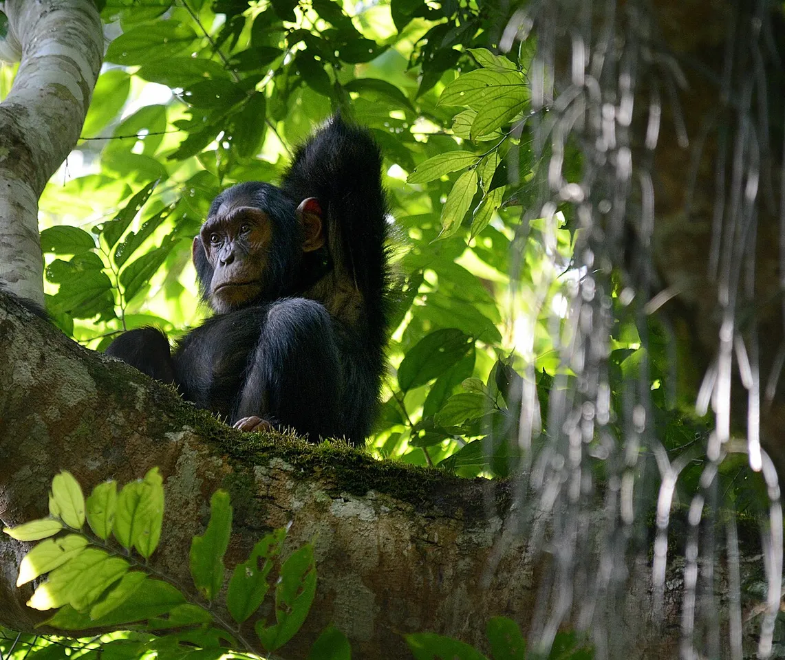 The largest of the primates of Kibale National Park in western Uganda. Here wildlife lovers trail habituated families of chimpanzees as they feed on fig fruit, their major food suppliers.