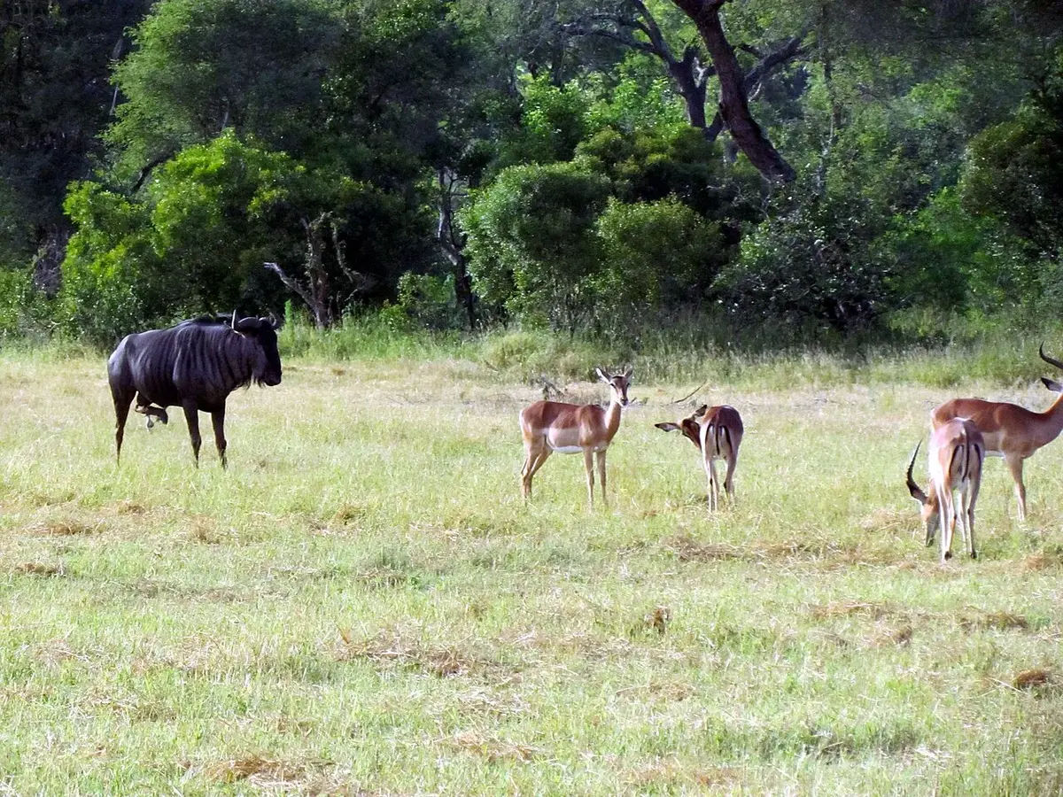 Wildlife and game drives near The Retreat by Heaven in Kigali