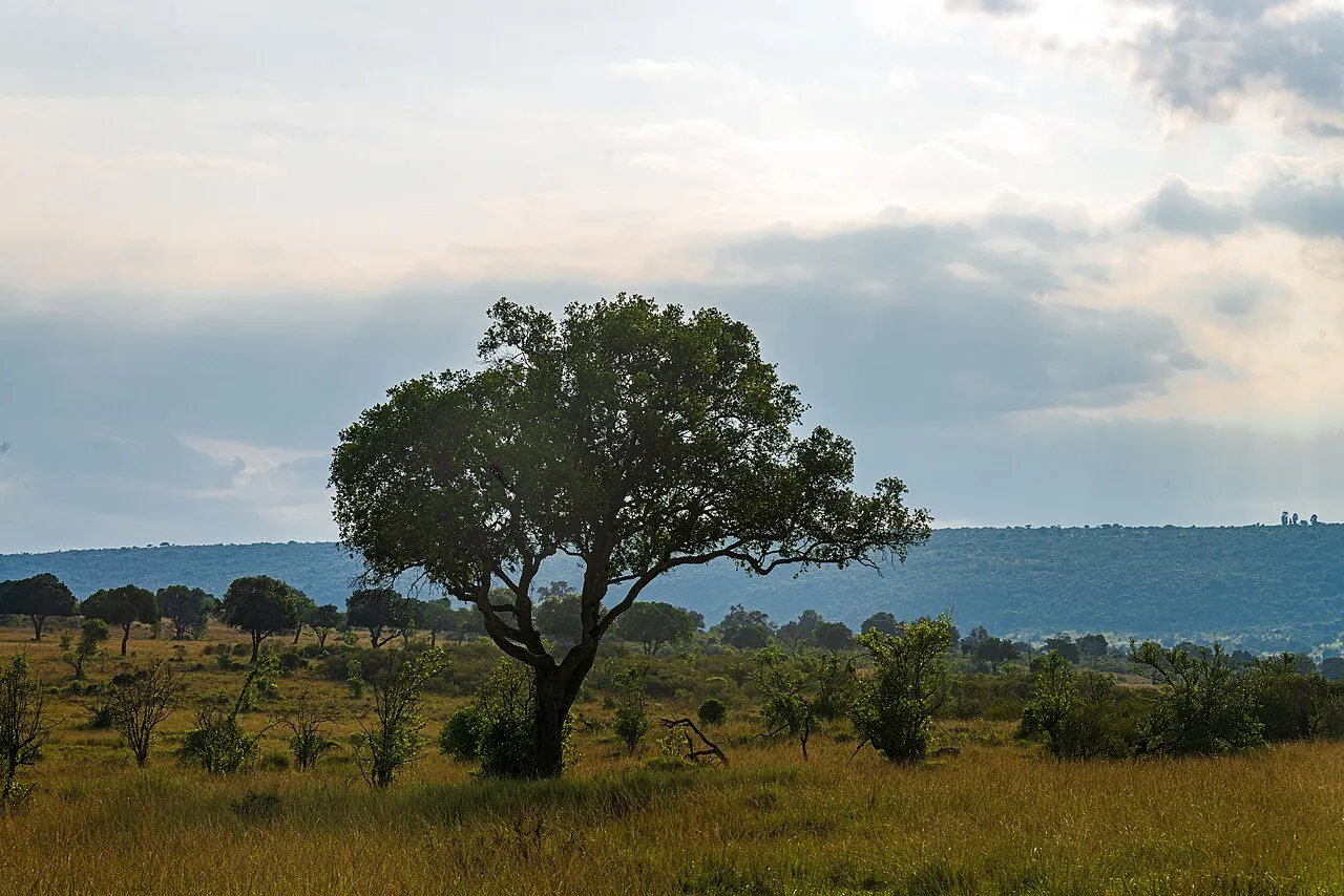 Fewer parks, more nights in each: Trees and savanna, Northern Mara, Kenya