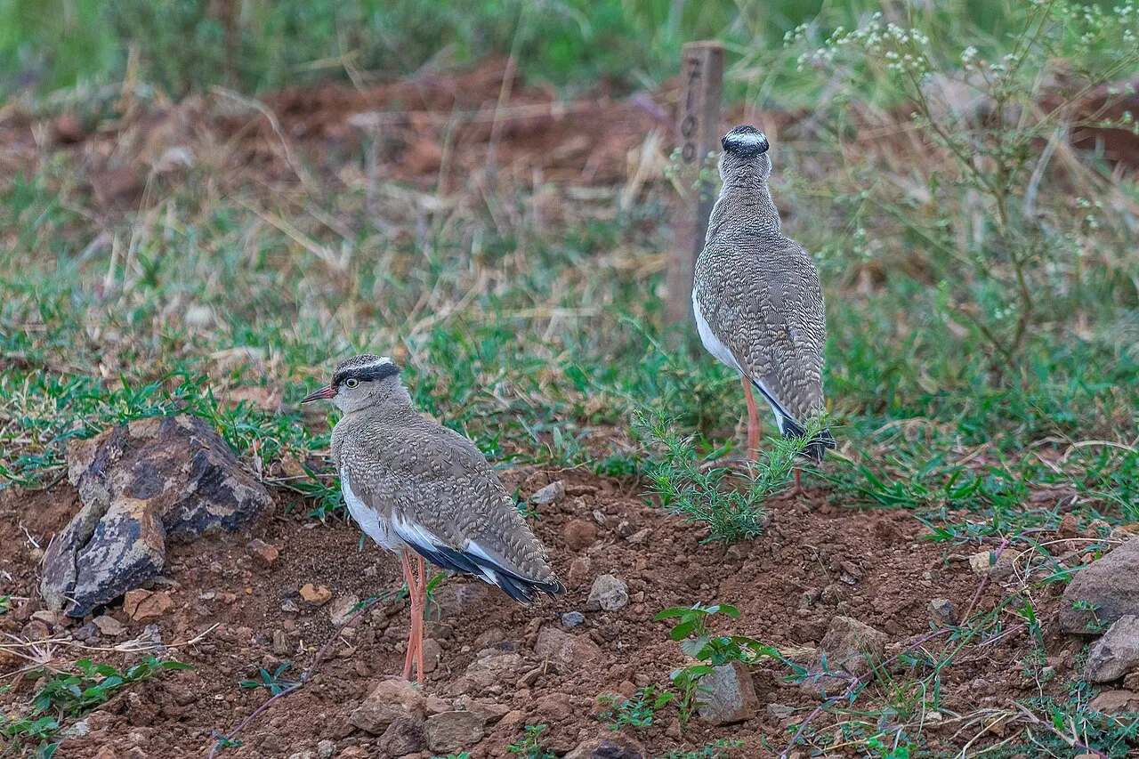 Officially opened in 1946, Nairobi National Park was the first national park established in Kenya. Maasai pastoralists were removed from their lands when the park was created.The park has a large and diverse wildlife population. (Wikipedia)
