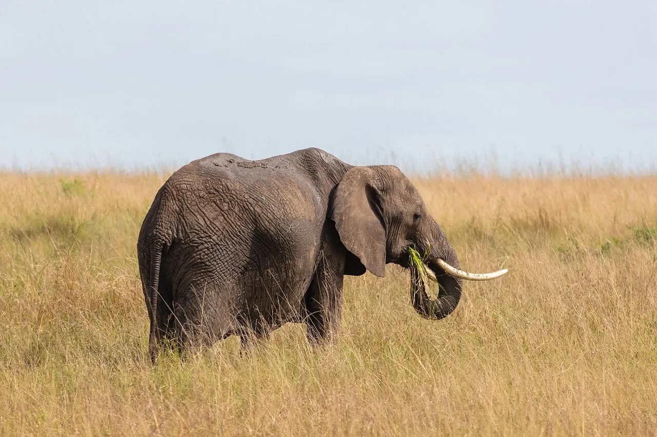 African bush elephant ( Loxodonta africana ), Amboseli National Park, Kenya