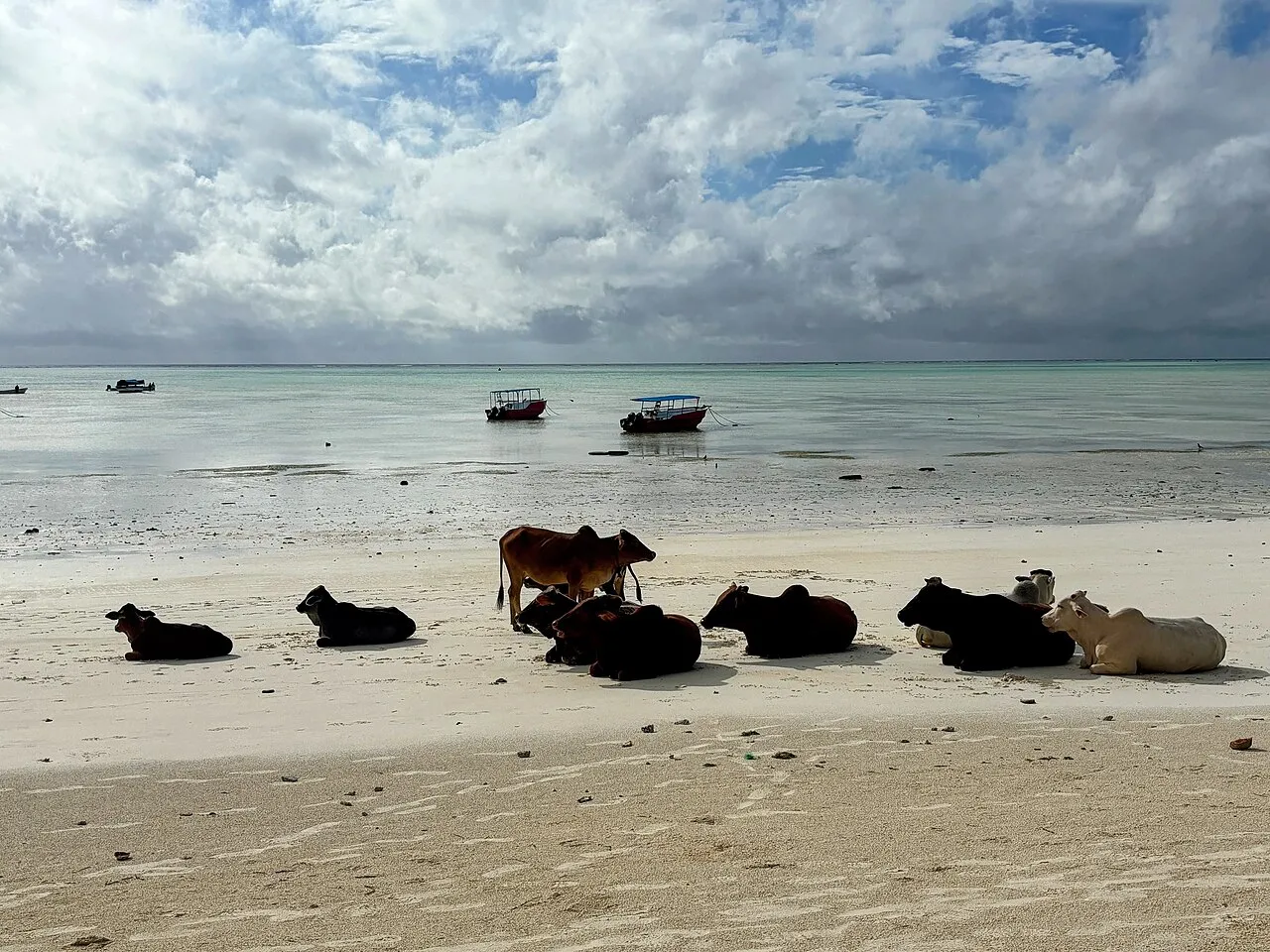 Cattle on a beach in Zanzibar