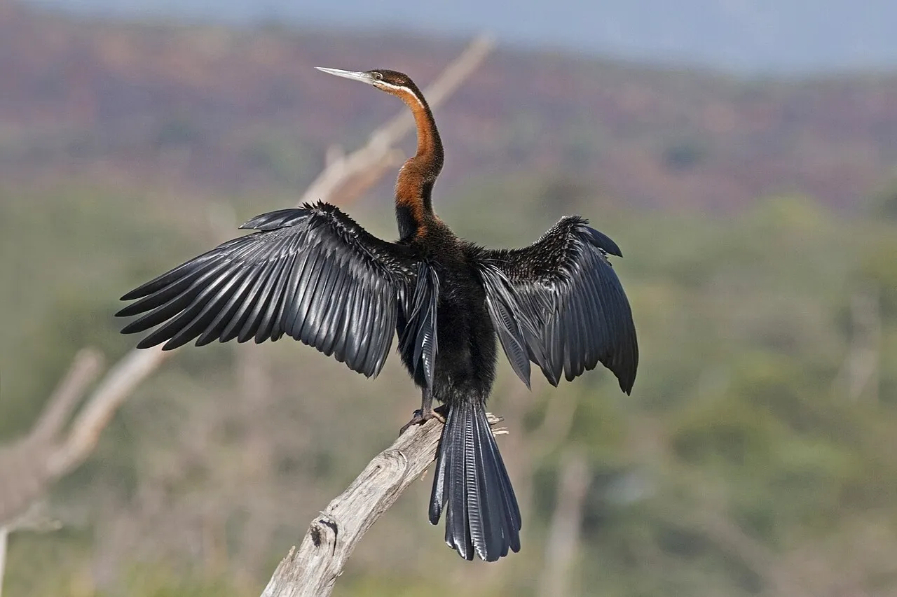 African darter ( Anhinga rufa ) drying wings, Lake Baringo, Kenya
