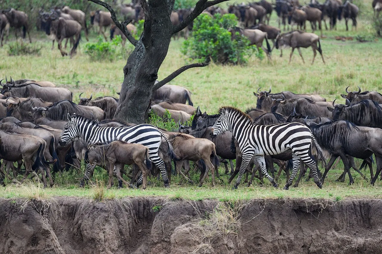 A few zebra traveling among all the wildebeest