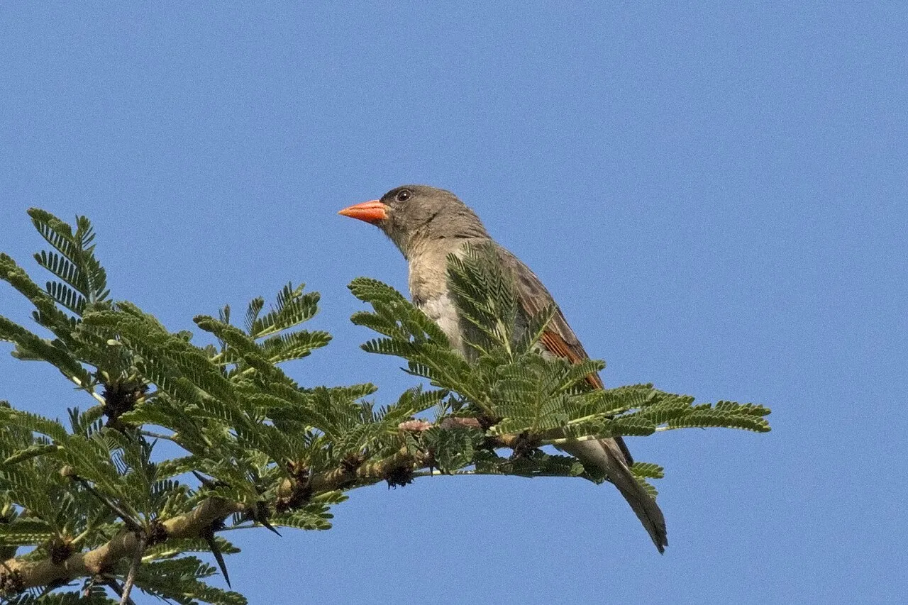 Red-headed weaver ( Anaplectes rubriceps leuconotos ) female, Soysambu Conservancy, Kenya